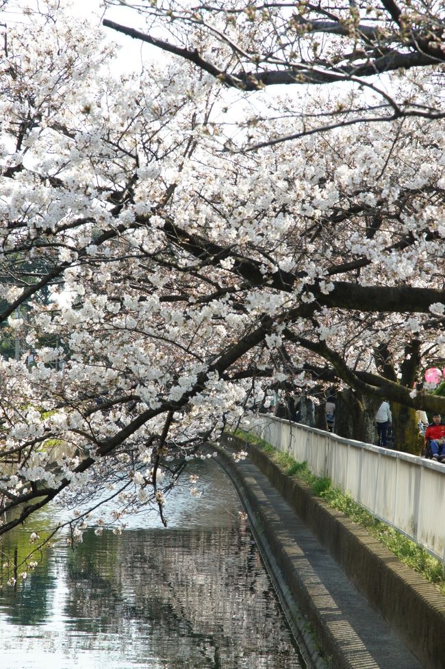 築地場外で名残惜しい品をいただいた後、どっか花見でもと…普段用の眼鏡忘れてるし、標準レンズも無し。一度帰って、部屋の片付して、近所の公園かな？