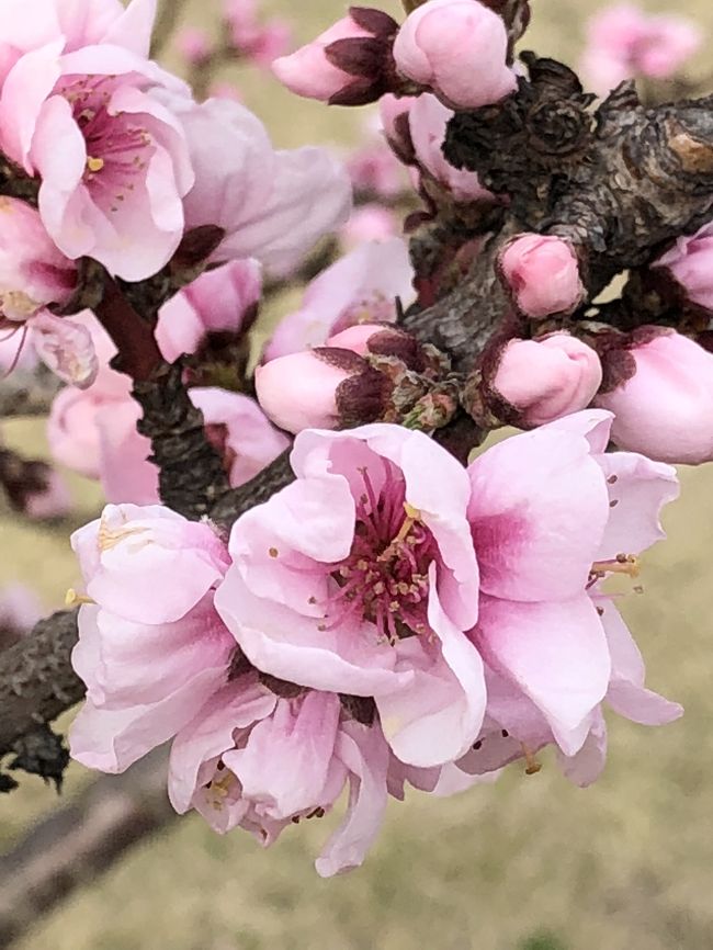 晴天の週末。<br />春の気配を感じて、これは出かけなければ！と、桜を始めとするお花巡りのお散歩に出かけました。<br /><br />土曜日は映画を観た後日比谷から、皇居を周り、大手町まで。<br /><br />そして日曜は近くの公園へ。色とりどりの春の花が元気に咲いていて、幸せな気持ちになりました。