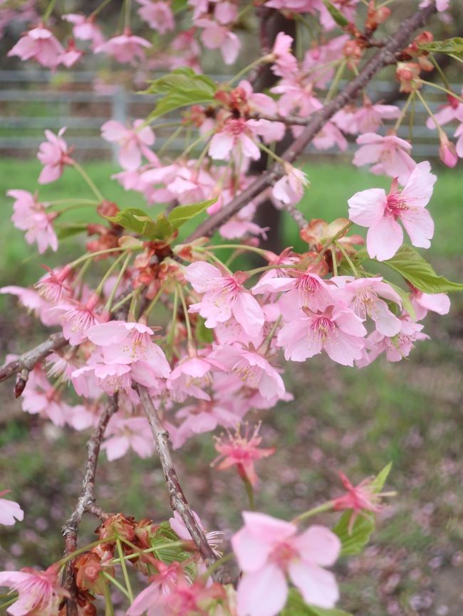 京都在住の知人がフェイスブックにUPしていた河津桜を見に出かけました