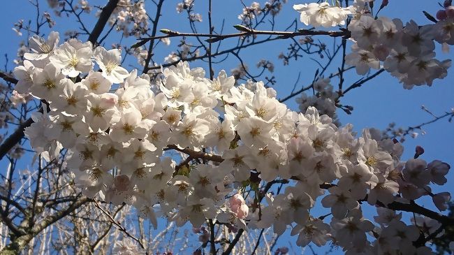 東京は昨日桜の開花宣言がありました。抜けるような青空の休日の午後鎌倉まで桜を見に足を延ばしました。<br />22年ぶりの東京勤務も一年。あっという間に過ぎた一年でした。<br />休日も時間のある時はふらりとあちこち行きました。思い出の地や行きたくてもいけなかったところなど。すべてを旅行記にできなかったのが残念です。<br />今回行った鎌倉は鎌倉といっても市街地でなく江ノ電長谷駅界隈の長谷寺と鎌倉の大仏で有名な高徳院に行ってきました。<br />天気も良く桜もきれいに咲いていて春野鎌倉散策を楽しみました。