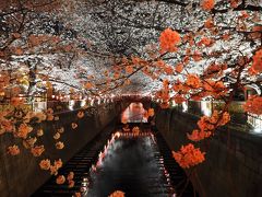 満開の目黒川のさくら2018　夜桜も幻想的