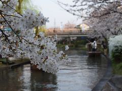 清酒 レトロ桜