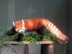 春のレッサーパンダ紀行【３】 川崎市夢見ケ崎動物公園＆横浜市野毛山動物園　お婿入り目前のケンタ君に会いに、夢見～野毛山を１往復半！！