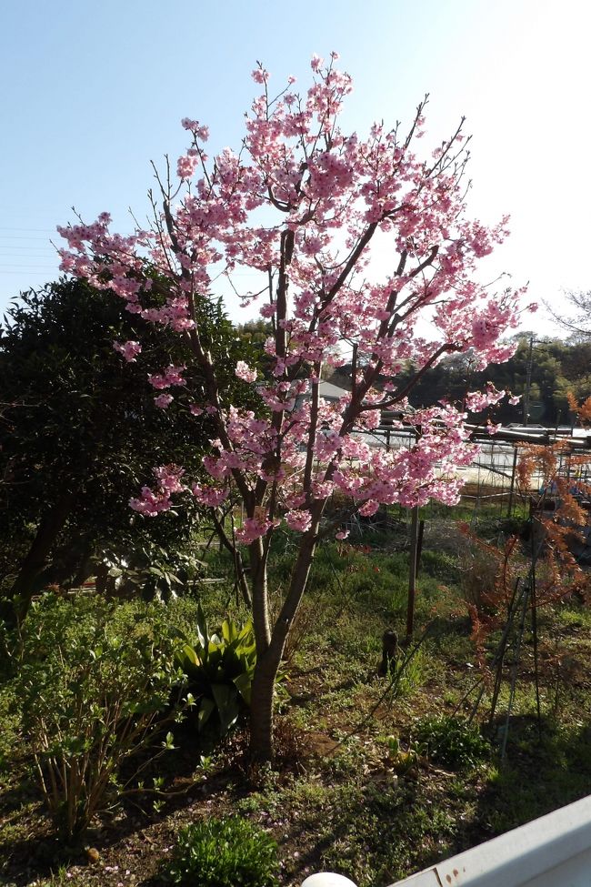 　横浜市港北区新羽町は横浜市内とは思われないほどのどかな土地である。もはや田圃は失われているが、山を背に農家の家屋敷が並び、土蔵がある家もかなり残っており、広い家屋敷には枝垂れ桜など桜を植えているところも多く見られる。すなわち、田圃がないが、里山の風景が曲がりくねった道路から裏手の山に掛けて残っているのだ。勿論、裏山には山桜が咲いている。所々にしか大島桜が見られないから山桜を選択的に残して来ているのかも知れない。<br />　北新羽地蔵堂手前には結婚記念樹の「陽光」が植えられている。まだ、木が小さいから結婚して何年も経ってはいないのだろう。記念樹に桜を植えることは知っていたが、実際に桜の結婚記念樹を見たのは初めてのことだ。<br />（表紙写真は北新羽で見付けた結婚記念樹の「陽光」）