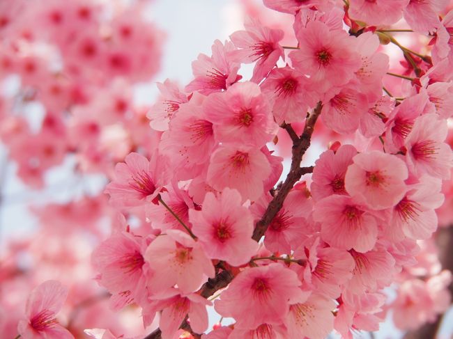 2018年 春。<br />今年は、全国各地で観測史上でもかなり早く桜が開花していますね♪<br />横浜でも3/19に開花が発表されました。<br />というわけで、さっそくその週末、お花見しながら横浜さんぽに出かけました。<br /><br />前半はローカルエリアで、中華街から横浜らしい内容になりますｗ<br />・ランチ(拉麺 大公)<br />　↓<br />・根岸森林公園<br />　↓<br />・中華街<br />　↓<br />・ディナー(翡翠楼)<br />　↓<br />・山下公園<br />　↓<br />・大さん橋