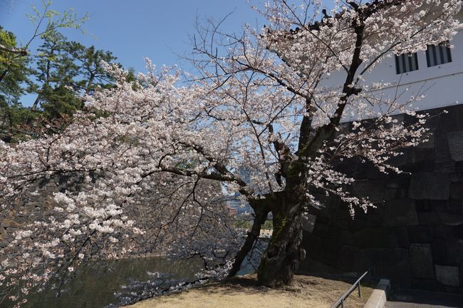 東京では桜満開となり、また皇居乾通り一般公開のニュースを聞き、神奈川の大岡川桜散歩の予定を急遽変更した。<br /><br />また昨年の公開は無かったが、その分品種を倍以上に増やし、103本の桜を楽しむことができますとあり、期待して出掛けた。<br />