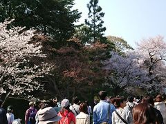 皇居乾通りの桜、千鳥ヶ淵の桜　２０１８年