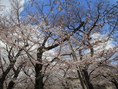 洗足池公園、桜坂、多摩川台公園　桜巡り2018年3月