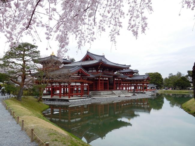 　京都定期観光バスの「源氏ロマン宇治と伏見を巡る　萬福寺普茶料理と平等院・醍醐寺」のツアーもいよいよ最後の平等院の観光になりました。<br /><br />　平等院は以前来たことがありました。<br />平成の大修理を終えてきれいになっています。<br />　ツアーだから時間がないのでお寺の回りをぐるりと回るだけでした。<br />桜も咲いていてきれいでした。<br /><br />　宇治川周辺の散歩もしましたが、こちらは満開でした。