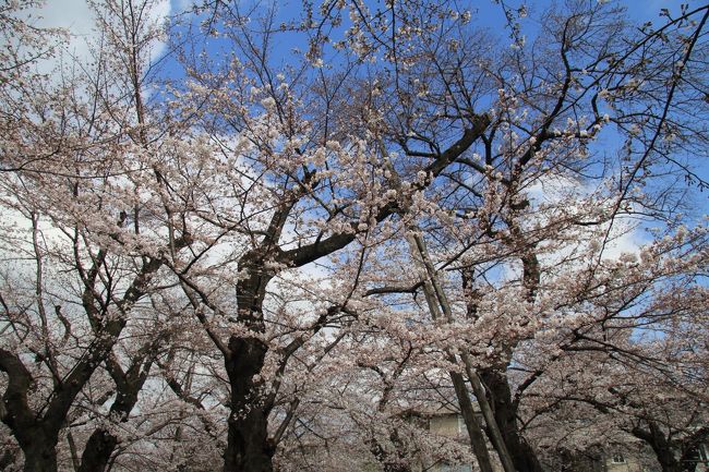 東京で満開宣言が出された3/24に洗足池公園から雪ヶ谷八幡神社、御嶽神社、桜坂、六郷用水遊歩道、多摩川台公園などを巡りながら田園調布駅まで散策しました。満開に近いところから五分咲き程度のところなど様々でしたが、花見を楽しめました。<br />表紙は、洗足池公園の桜山