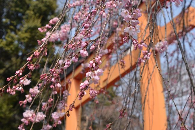 毎月25日は、北野天満宮の縁日開催日です。我が家は母も私も縁日大好き！京都の縁日は格別で、弘法市か天神市のどちらかを毎年訪ねています。<br /><br />今年は全国的に桜の開花が早く、もしかして25日には桜が咲いているかもしれない。週間天気予報では「晴れ」になっている。「じゃあ、行かなきゃねー」と、東京駅のＪＲ東海窓口に１ＤＡＹ京都の予約に行きました。<br />新幹線の予約が厳しいかなと思ったら、意外なことにすんなり予約が出来、京都決行が決定しました。<br /><br />この日の行程は以下の通りです。<br />新幹線で京都到着後、北野天満宮へ移動。<br />天満宮の参詣＆縁日探索（今回のメインはここ）<br />平野神社で花見<br />高台寺界隈散策<br />円山公園で花見<br />錦市場で買い物<br />高瀬川沿いで花見<br />お夕飯を食べてから新幹線で東京へ<br /><br />移動は高齢の母が疲れない様にタクシー利用<br /><br />食事は、<br />朝食→駅弁<br />昼食→抜き（甘味で代用）<br />夕食→先斗町「余志屋」<br />甘味→長五郎餅、粟餅処澤屋、鍵善良房（よく食べるなぁー）<br /><br />では、旅の始まりです。<br /><br /><br /><br />