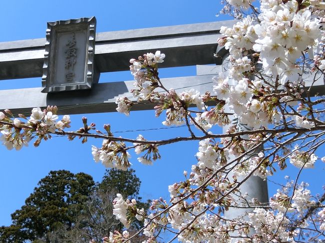 主人と車で香取神宮と鹿島神宮へお参りに行ってきました。香取神宮の桜は3分咲くらい。場所によってはけっこう咲いていて綺麗でした。どちらの神社も大きな木に囲まれた素敵な神社。帰りには日帰り温泉でくつろいで休日を満喫しました。<br />