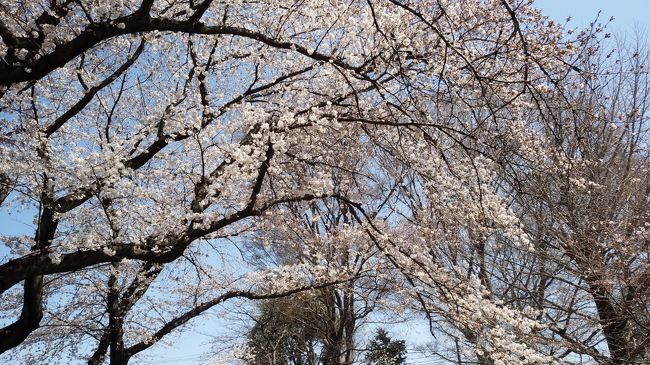 2018年3月25日（日）善福寺公園の桜を見よう！！こちら下池の桜になります。<br /><br />ネット上で善福寺公園の詳細が記載されていたので抜粋させて頂きます。<br />※1930年に「善福寺風致地区」の指定を受けたようです。その後、1961年に開園したようです。園名は、池のほとりにあった「善福寺」という寺の名にちなんでいるようです。現在、公園近くに「善福寺」という寺がありますが、これは「福寿庵」と呼ばれていた寺が改名したようで、善福寺公園とは関係がないらしいです。公園から川沿いに南下した場所には善福寺川緑地もありますがこれも全くの別物のようです。