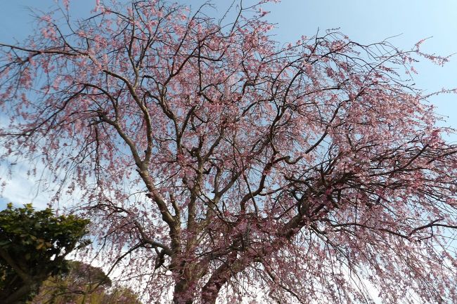 　前回（https://4travel.jp/travelogue/11341186）より3日経って、実方家の紅枝垂れ桜がようやく満開になった。今年の紅枝垂れ桜は開花が襲いというか、実際には例年になく早いのではあるが、この種の紅枝垂れ桜は、実方家から下った小さな谷戸にある堀口家の紅枝垂れ桜が今日ようやく咲き始めで、満開になるのにはもう暫くかかる。また、サンハイツ下のお宅の紅枝垂れ桜も似たような状態で、桜見ができるようになるまでにはもう暫くかかる。<br />　昨日見た専念寺の紅枝垂れ桜（https://4travel.jp/travelogue/11341904）もこの種類であろうが、実方家の紅枝垂れ桜のように、開花が今少し早ければ、どれほど素晴らしかったことか。しかし、染井吉野とは違い、実生の紅枝垂れ桜では個体差が出るからいかし方ないことだ。<br />（表紙写真は満開になった実方家の紅枝垂れ桜）