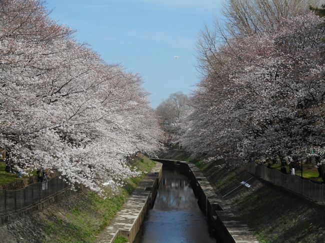 善福寺川公園緑地に桜を観に行きました。