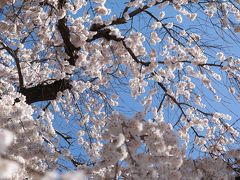 弥生３月花暦　梅から桜まで♪