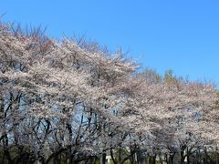 林試の森公園から碑文谷八幡桜巡り2018年3月