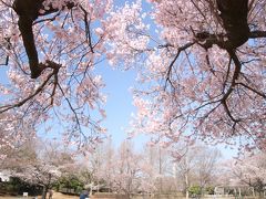 満開まであと一息の桜散策～人混みに出なくてもゆっくり花見ができる近所の公園にて