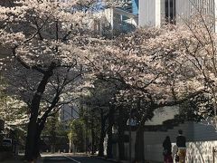 今年のお花見は