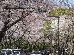 水元公園　桜はまだ２～３分咲き　みさと公園その他