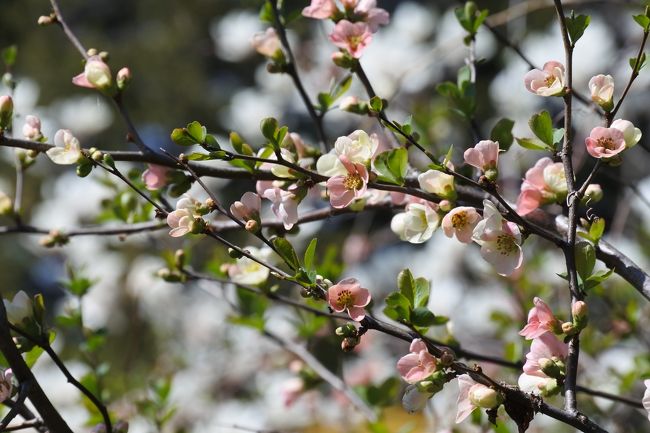 昭和記念公園フラワーフェスティバルが3月24日(土)から始まりました。<br />フラワーフェスティバルは5月27日(日)まで、桜から始りチューリップ、ポピーと続きます。<br /><br />訪れた3月25日、都心ではほぼ満開のソメイヨシノですが、昭和記念公園では五分咲きほど。<br />今週中に満開になりそうです。<br /><br />表紙の花は桜ではなく愛嬌ものの木瓜です。