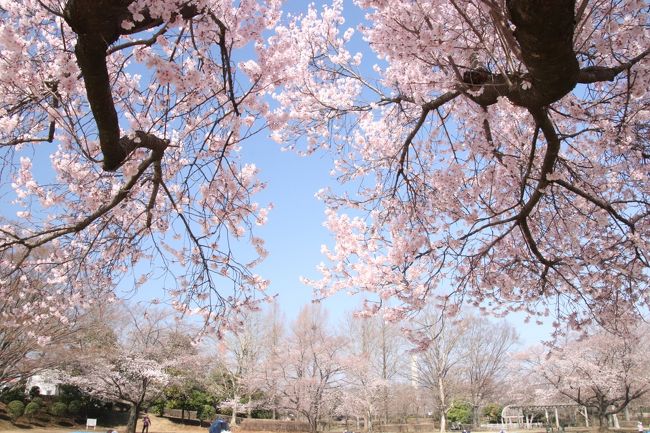 春爛漫、東京では早くも桜が満開を迎えた３月最後のこの週末。<br />天気予報で今年は桜の開花が早いと言われていても、近所の一部の桜がすでに満開なのをこの目で見るまで信じられませんでした。<br />あーあ、この週末は予定が入っているので、東京のお花見スポットには行けません。<br />それに毎年楽しみにしている靖国神社の夜桜能は、いつも４月第一週目なので、今年2018年は残念ながら完全な葉桜能になりそうです。<br /><br />春うらら、東京より桜の開花が遅い我が家の近辺では、まだほとんどの桜は満開を迎えていないだろうと思ったものの、この陽気と青空を逃すのはもったいなくて、日曜日の午前中、観劇のために家を出る前に、我が家近辺でが一番のお花見スポットである修景池のある公園に自転車を走らせました。<br />すると、池回りの桜は思った以上に開花が遅くまだまだでした。<br />公園脇の歩道と車道の桜並木も７分、いや５～６分咲き程度でした。<br />でも、隣の芝生公園の方は、日当たりのせいか、あるいはソメイヨシノではないのか、ほぼ満開の桜が２本あったので、それで十分、桜撮影が楽しめました。<br />お花見ピクニックを楽しむ家族が何組かいたけれど、空いていてのんびり撮影できて、ゆったりと春を満喫できました。<br />このゆったり感を知ってしまうと、混雑しているお花見はイヤだな、近所で十分だな……と思ったのは、混雑するような名所に見に行けない負け惜しみでは決してありません（笑）。<br /><br />※同じ公園で同じく薄曇りの花見撮影をした去年2017年の旅行記<br />2017年４月８日＆４月10日<br />「薄曇りの桜満開の公園は幻想的な世界」<br />http://4travel.jp/travelogue/11231717<br /><br />※同じ近所の公園のこれまでの旅行記のURL集は末尾にまとめました。<br />