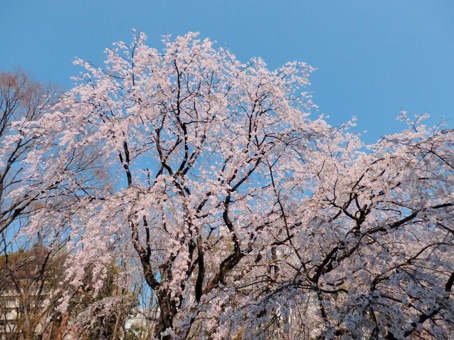 六義園のしだれ桜が満開というニュースを見て六義園を訪れました。桜の時期に訪れるのは初めて。夜桜のライトアップを見てみたかったのですが、都合で昼間に行くことに。<br /><br />駒込駅の近くでランチをして、本郷通りを六義園とは逆に進んだ所を入ったところにある妙義神社へ。こちらは偶然見かけて立ち寄った神社でしたが、静かに綺麗な桜を見ることができました。趣味の御朱印も頂いて、その後、メインの六義園へ。<br /><br />六義園はしだれ桜が満開とあって、とても混雑していましたが、花が降り注ぐような桜の姿にうっとり~♪<br /><br />ちょっとした記録ですが、よろしければご覧ください~。<br />