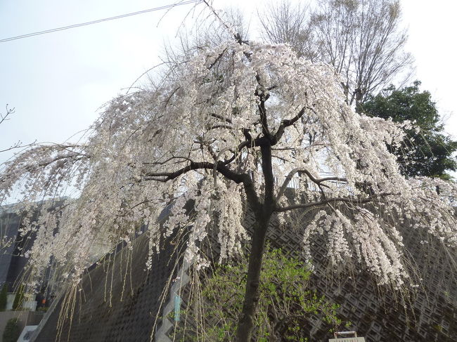 烏山川緑道の桜＆松陰神社・若林公園に立ち寄り 2018/03/24<br /><br />烏山川緑道の桜を求めて <br /><br />茶沢通りから烏山川緑道に入り国士舘大学方面に向かって、桜を求めて散策しました。入り口付近は、結構な見物客がいましたが、 歩くに従って少なくなり、桜を愛でてる人はちらほら。桜も、ところどころにしか咲いておらず、期待していた程ではありませんでした。でも、一本だけですが、綺麗な枝垂れ桜が咲いていました。殆どに桜はピンクではなく、白色でした。桜以外でも、水仙など他の花も楽しむことができました。<br />帰りは、北沢川緑道を歩き、明大前駅まで歩きました。