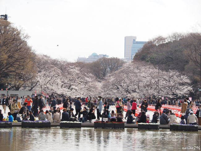 この日は、隅田公園と上野公園のお花見をハシゴ、帰りには、中目黒駅で下車して目黒川の桜のライトアップを楽しみました。<br />ここでは、上野公園と東京国立博物館のお花見をご紹介します。<br /><br />ウェザーニュースの花見情報で「今、注目されている名所ランキング（東京）」では、１位：目黒川沿い、２位：千鳥ヶ淵緑道、３位：上野恩賜公園、４位：隅田公園、５位：六義園となっています。<br />（この日は、1位、3位、4位をハシゴしました。）