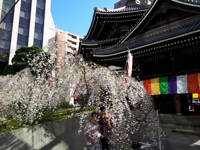 ２日目も京都の桜をめぐって北上していきます