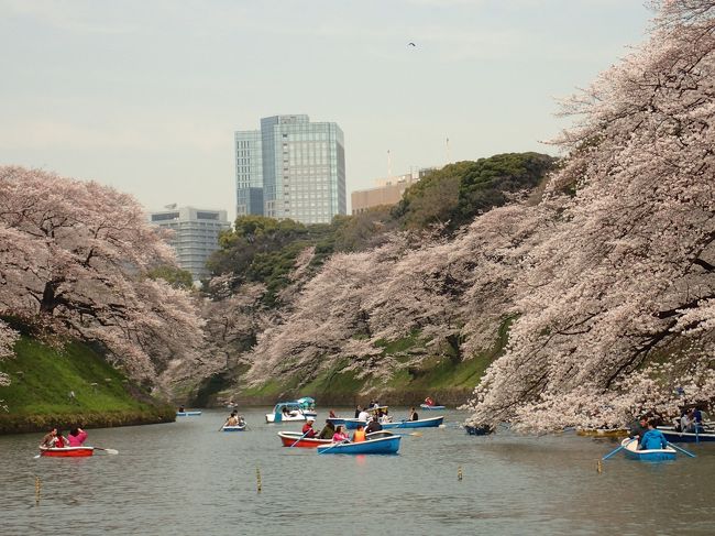 今年、2018年の東京の桜は、例年になく早咲きとのこと。九段から皇居周辺の桜観賞に行ってきました。