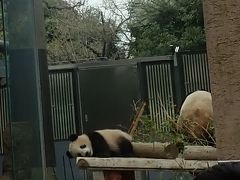 上野動物園2018春〈シャンシャンに会いに〉