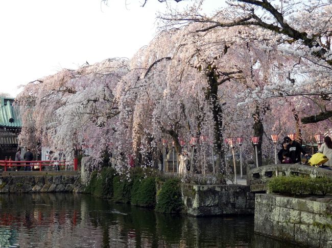 今年の桜は、例年よりかなり早いようで、すでに見頃を迎えているようです。<br /><br />そこで、見頃の桜と桜ディナーを楽しもうと、三島大社と三島プラザホテルを訪ねてきました。<br /><br />後程、しっかり旅行記をまとめようと思いますが、取り急ぎ現在の三島大社の桜の様子を綴ります。