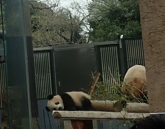 上野動物園2018春〈シャンシャンに会いに〉