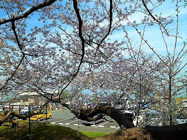2018.3下旬　花見の季節ですね…今回は馬堀海岸ICを下りで、先ず[防衛大]から[観音崎公園の南側/東側][走水(神社/水源池)]と周って、浦賀地区(総称！)の叶神社に寄りました。　走水(神社/水源池)は満開でした；仰いで見る＋目の前にも桜！…今週見ごろです。観音崎は公園での目的に(灯台/館の見学//)＋お花見も、(^o^)