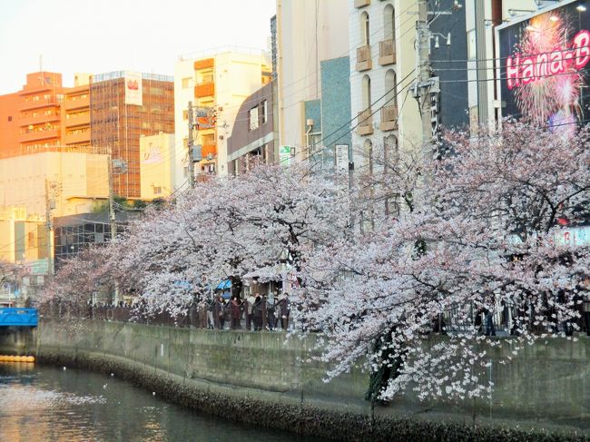 桜の開花が、今年は例年より早く、さくら通りで開催される「みなとみらい21 さくらフェスタ2018」<br />3月31日～4月7日を待っていては、散ってしまうかもと思い、早速花見に出かけました。<br />昨年の開花は遅かったので、さくらフェスタ開催の時はまだ咲いていませんでした。<br />毎年ドンピシャとはいきませんね。<br />