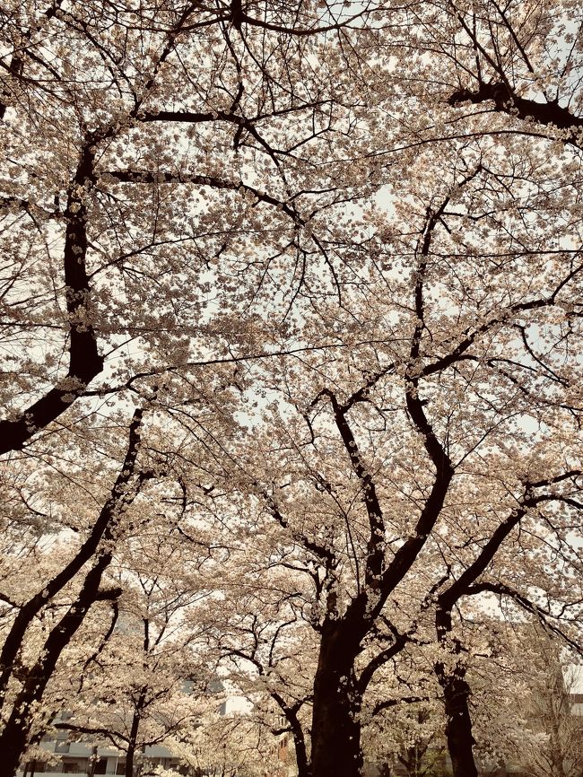 桜が満開！<br />大岡川沿いの桜は何度見ても見事です！<br />ゆっくりお花見をしたいのですが<br />とりあえず今日は近所の公園でお弁当を食べました。<br />ただそれだけです
