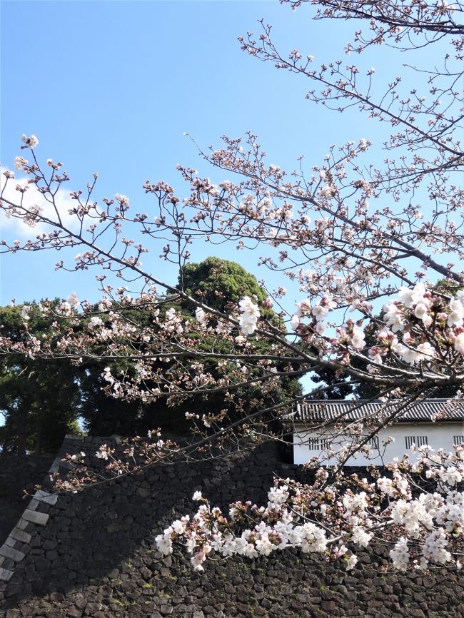 今年のお花見は、春の皇居乾通り一般公開 初日に行ってきました。<br /><br />3/24～4/1までです。<br />宮内庁HP<br />http://www.kunaicho.go.jp/event/inui.html<br /><br />
