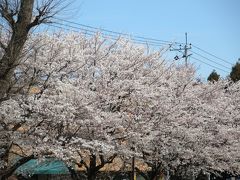 早稲田も多摩も都内各地で桜花満開　ソメイヨシノはエドヒガンとオオシマザクラの雑種を始源とするクローンであった。