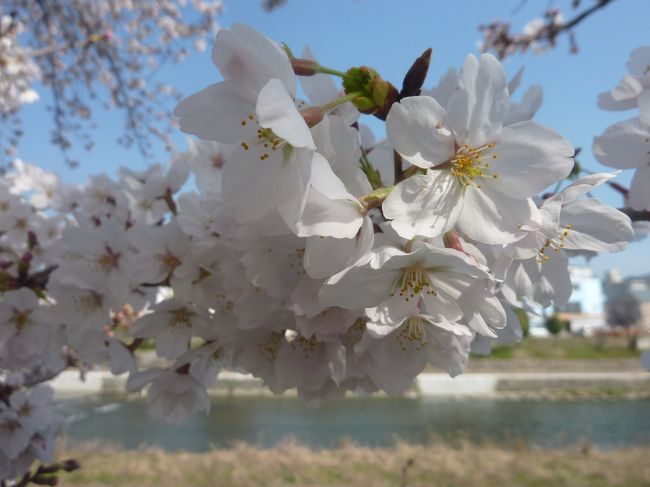 毎年恒例の、鴨川の桜並木。<br /><br />今年は桜の開花が、一週間ほど早いようです。<br /><br />観光客や、地元民が多数見物に来られていて、盛況のようです。<br /><br />いつもながら、圧巻の桜並木で見事な咲き映えの様子です。<br /><br />京都の情報　https://sites.google.com/site/wonderfulcare1/jouhou-peji　