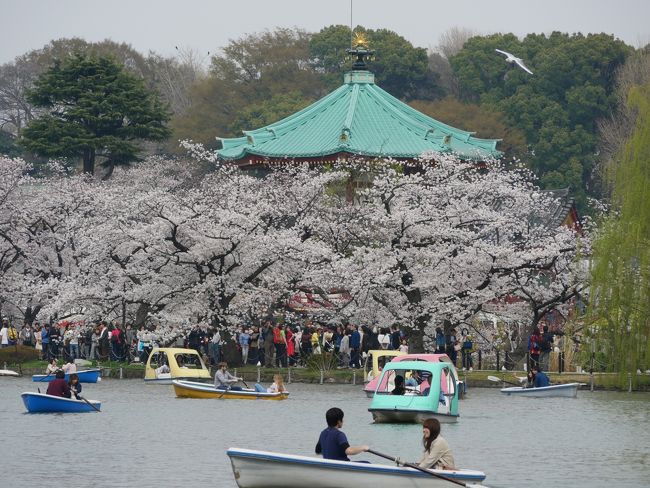 上野公園・東京国立博物館の“博物館でお花見を2018”～満開の不忍池を訪れて