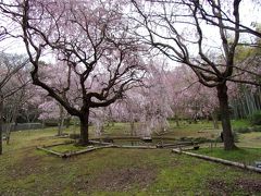 春満喫♪湯河原温泉と真鶴のしだれ桜