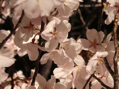 今年も桜巡り（予定）＠狭山池公園の夜桜ライトアップへ