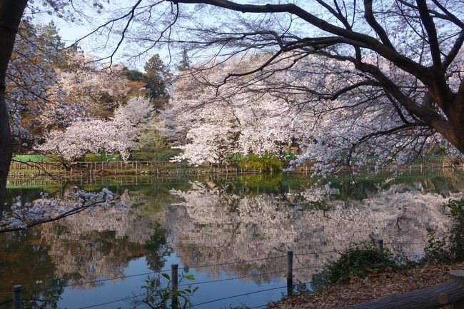 2018井の頭公園　満開の桜　おまけ画像つき