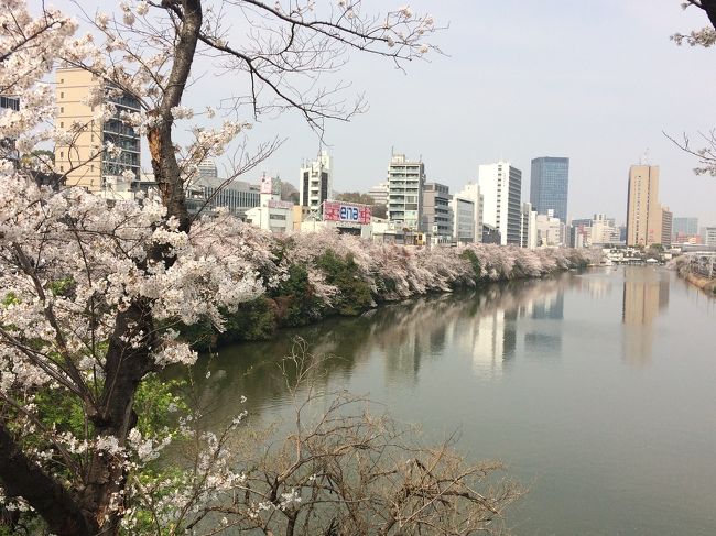 ソメイヨシノが満開となった市ヶ谷界隈、防衛省からＪＲ市ヶ谷駅付近の江戸城の外堀周辺を昼休みに散歩してみました。<br />