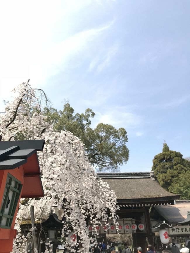 桜で有名な平野神社<br />千本釋迦堂　水火天満宮　本法寺　堀川通　東寺　<br />淀川河川公園背割堤地区の桜などその他にも幾つか<br />ぐっるっと桜を見に周ってきました。<br />