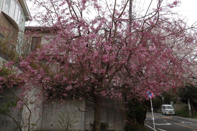 　鎌倉山ロータリーから鎌倉山さくら通りを歩いてみた。鎌倉山ロータリーから少し坂を上ったところに紅枝垂れ桜があり、満開だ。一人、写真を撮っている人がいる。辺りは染井吉野の桜並木で、ご夫婦で桜を見上げたりしながら散歩している。ここ鎌倉山さくら通りは歩道もない道路ではあるが、両側に桜並木が続き、車を停め、2人で下りてスマホで桜を撮っている。いくら平日とはいえ、路上駐車して桜の写真を撮っている人の多いこと。また、軽装で散歩がてらに桜を見物している老夫婦も多くいる。それも桜の枝が道路側に張り出しているからと、車道の真ん中で花を見ている。しかし、そこは平日の夕方なので車がひっきりなしという訳ではない。<br />　意外にも鎌倉山には枝垂れ桜は殆んど植えられてはいないが、よそから車でわざわざ来て、敢えてどこにでもあるありきたりの染井吉野を写真に収める必要がどこにあるのだろうかと疑問に思う。<br />（表紙写真は鎌倉山さくら通りの紅枝垂れ桜）