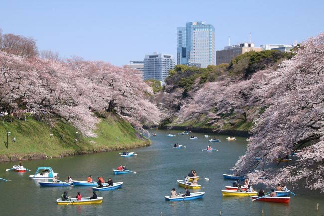 今年はどこの桜を見に行こうかな?!<br />なんて考えていたら、東京は桜が満開のニュース。<br />たまたま愛車の12ヶ月点検で実家に帰省していたので、この機会を逃すわけにはいきません!<br />せっかくなので、東京の桜の名所を巡れるだけ巡ってみようかと(´∨`*ゞ♪<br /><br />絶対に行きたかった千鳥ヶ淵をメインに、地図を眺めながら候補をリストアップ。<br />とここで、母親から耳寄りな情報!毎年春と秋の1週間程だけ皇居の坂下門から乾通りに入ることができるとか。<br />一度も皇居に行ったことがないし、滅多に入れない貴重な場所なので行ってみることに決定!<br />千鳥ヶ淵も皇居といえば皇居だし、この周辺の桜の名所を巡ってみることにしました。<br /><br />東京桜の名所巡りのルートは<br />靖国神社→千鳥ヶ淵→皇居坂下門→芝公園→目黒川<br /><br />当初の計画では、日比谷公園、新宿中央公園も計画していましたが、さすがにハードすぎて、途中で変更となりました…(笑)<br />撮影枚数は521枚。旅行記は3部に分けての作成となります。<br />お時間ある方、ご興味のある方、引き続きお付き合いのほど宜しくお願い致します。<br /><br />その2 ~皇居 坂下門編 ~ はこちらから ↓↓↓<br />https://4travel.jp/travelogue/11342915<br /><br />その3 ~ 芝公園と東京タワー・目黒川編 ~ はこちらから↓↓↓<br />https://4travel.jp/travelogue/11343216