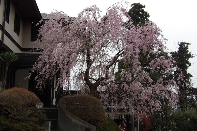 　鎌倉山は古い住宅地で敷地も広いから庭に枝垂れ桜を植えているお宅も多いのではと思われるであろうが、実は戦後に造成された団地の戸建て住宅ほど枝垂れ桜は植えられてはいない。鎌倉山さくら通りが染井吉野であり、そうした高級感のないありふれた桜は多く植えられてはいるのだが。<br />　鎌倉山2の爆弾三勇士奉勲碑（https://4travel.jp/travelogue/10752622）から入っ行く道の行き止まりのお宅の紅枝垂れ桜を見物することにした。数年前にもお邪魔し、満開の桜の前でご主人からお話を聞いたことがあるお宅だ。<br />　反対側の尾根からも見えるのだが、やはり紅枝垂れ桜は真近で見るに限る。<br />（表紙写真は鎌倉山2のお宅の紅枝垂れ桜）