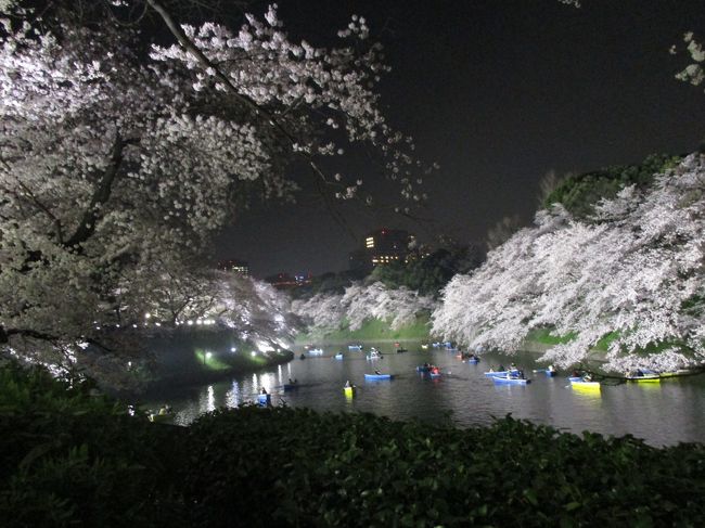 千鳥ヶ淵に満開の夜桜を観に行きました！